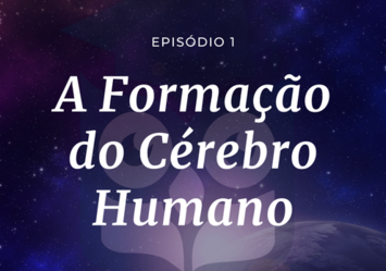 A Formação do Cérebro Humano