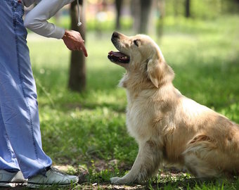 Guia de Adestramento de cães - Ebook