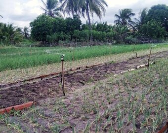 Ciclo Básico - Introdução à Agrofloresta